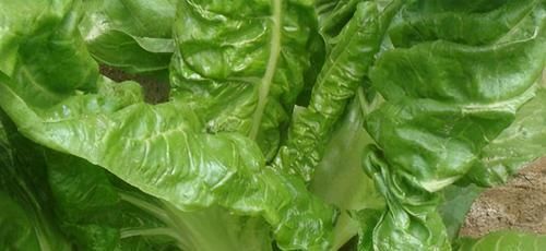 保护血管|女性不想老的快,常吃3种菜,淡化雀斑,润滑肌肤,保护血管