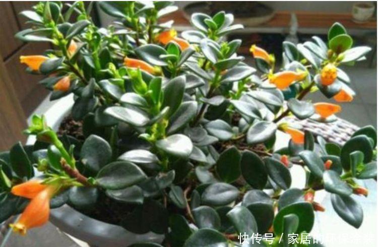 花来|4种花,漂亮易爆盆,开起花来拦不住,养盆放阳台美极了