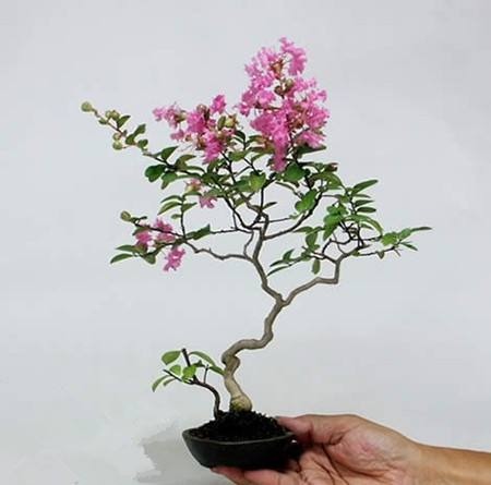 路边的紫薇花，种盆里变老桩盆景，价值太珍贵！