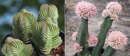 钱串景天|5种长相稀奇的多肉,养小花盆里照旧开花,可养很多年