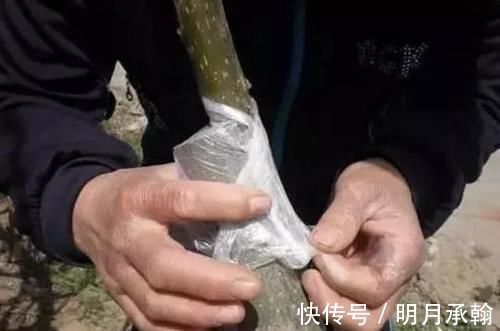 绿萝|闲置塑料袋，冬天拿来养花作用真不小，既能环保又能省钱