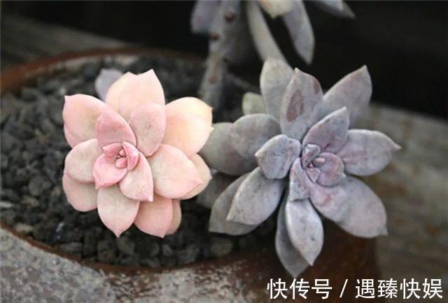 多肉叶片“发软”怎么办浸盆晒太阳,轻松就解决!