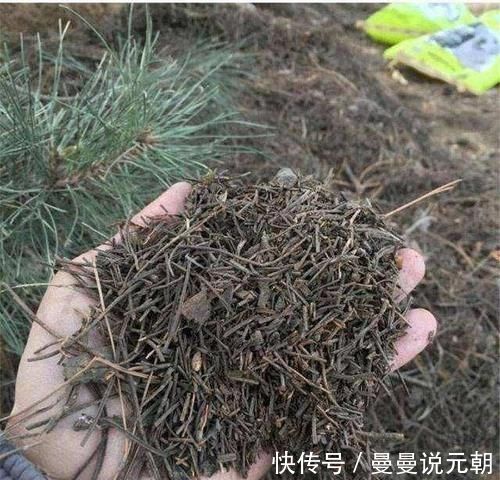 绿植|松针发酵腐熟做营养土,为什么要选择生松针,不宜选择干松针?