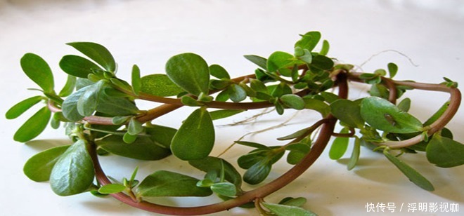 马齿苋|农村当个草,城里当个宝,五行俱全的“长寿菜”——马齿苋