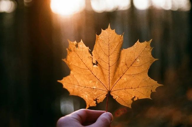 意志|叔本华：别让生活耗尽你的美好