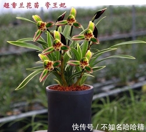 这种兰花很“霸气”,花开双色,兰香浓郁,很好养,适合新手