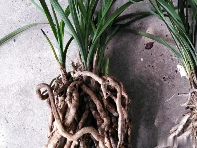 兰花“烂根”了,就用这“4步”,轻松解决,新根长不停!