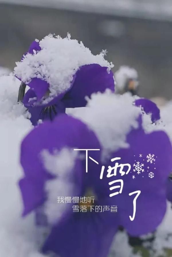 春雪|一场春雪，定格“醉美”长安