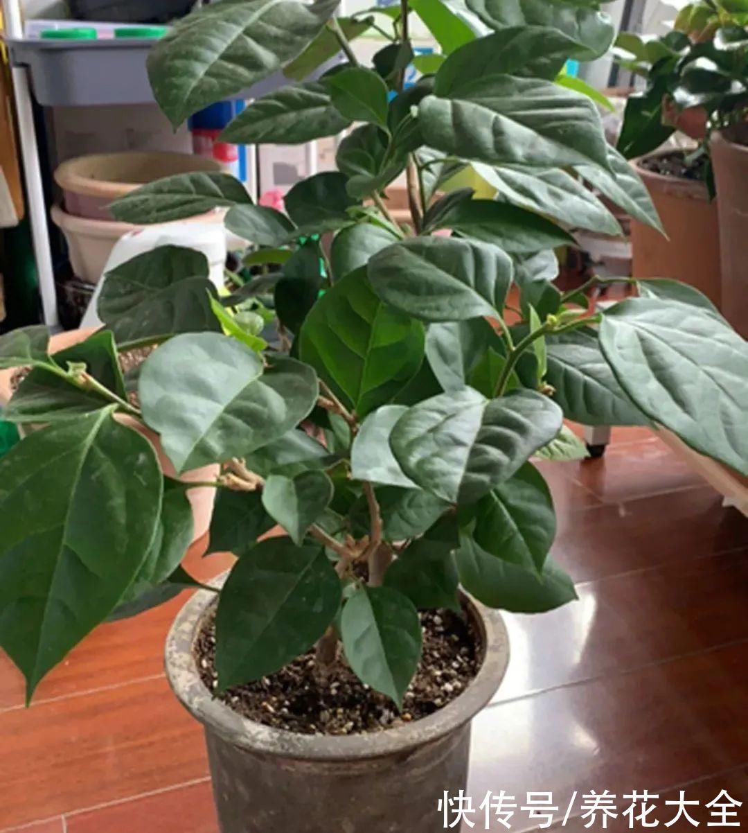 月季|8种花，现在快施肥，秋天开出满树花