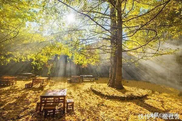 院子里种树有大讲究，这些树寓意好，可提升庭院灵气