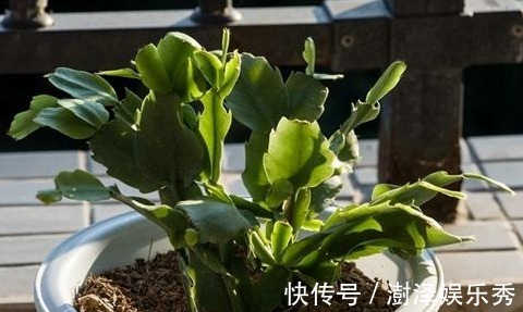 5种喜欢喝“醋”的花草,浇水时加点“醋”,根壮叶绿、不怕黄叶