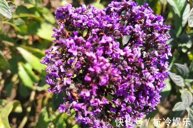 植株|和香水一样香的草,紫色花朵超迷人,阳台种一盆,又香又美