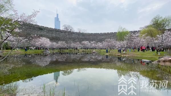 好樱知时节 当春乃发声玄武湖樱花节邀您