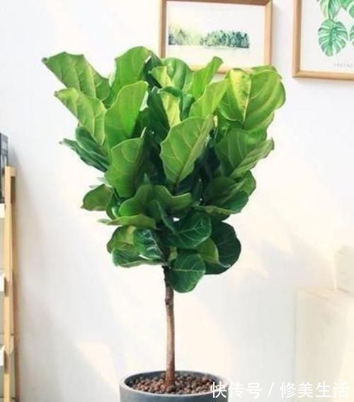 家养3种花,带走甲醛、二手烟,净化空气,不易生病好养护