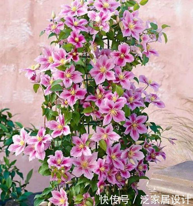 4种花好养易活，旺财又养人，比牡丹还漂亮，开花硕大香味浓！