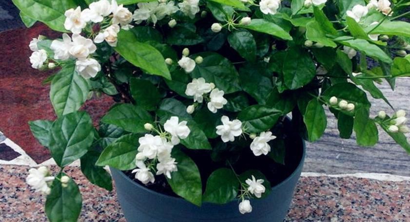 养花浇水是门学问，不讲究迟早要吃大亏，别再随意用了