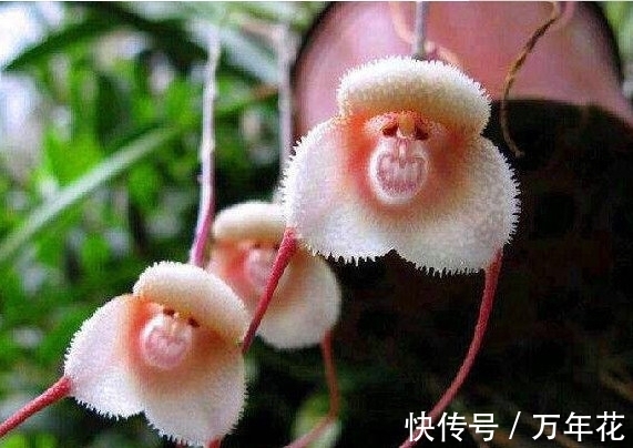 世上最奇异的“5种花”,1个比1个奇葩,太难得一见,第3个正盛开