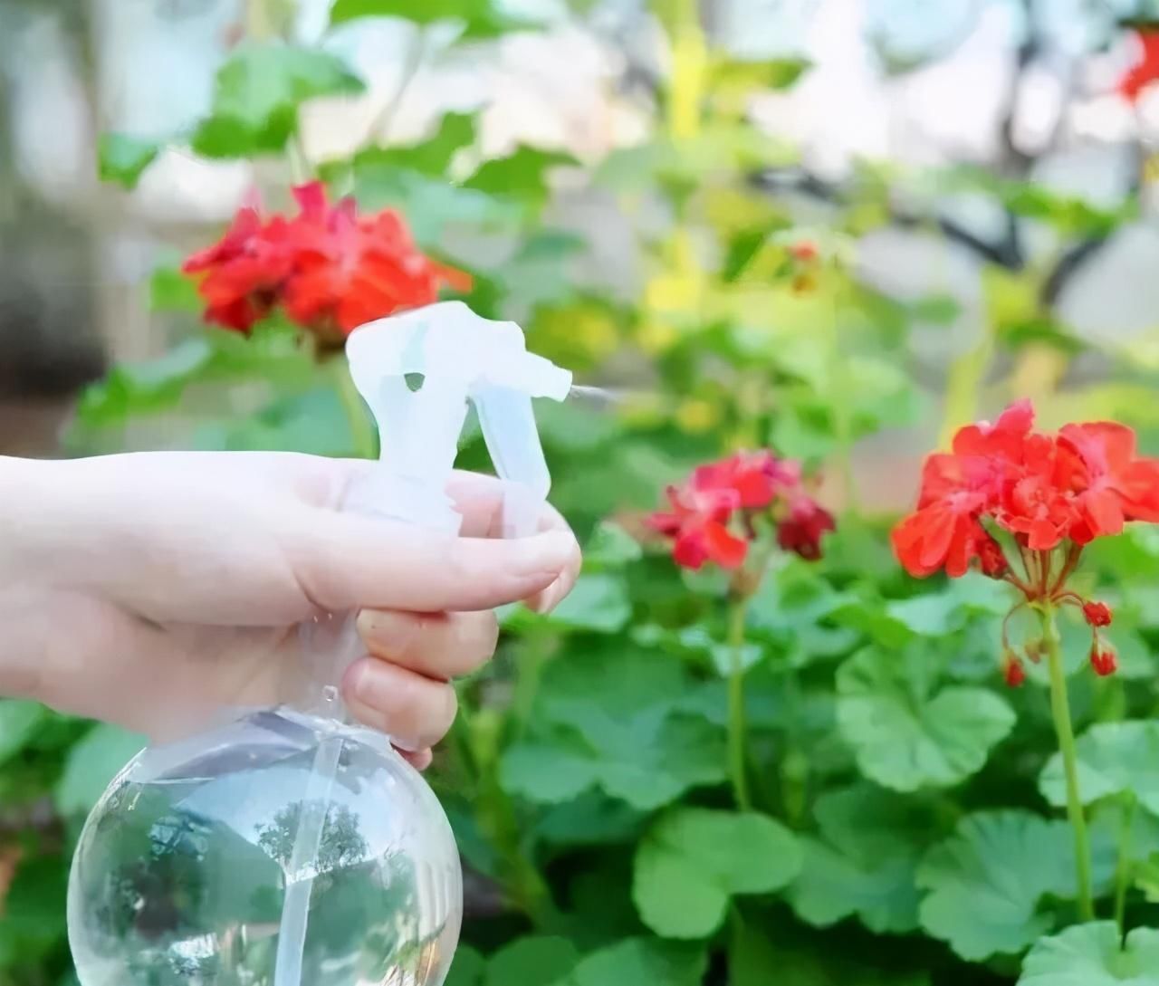 虫子总围着花草嗡嗡飞?自制“4样”杀虫剂,安全无毒,效果好