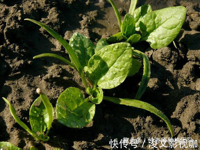 香叶|有一种青菜,味香,非常适合包饺子,今天终于种上了