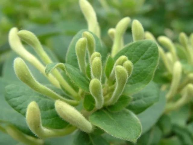 杀菌|女人若有妇科病,4种常见的“零食”敞开吃,杀菌消炎、远离炎症