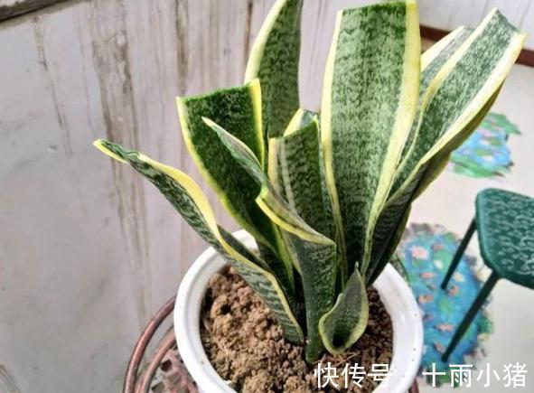 植物|天冷养花，早晨别做这几件事，植物才会感激你哦
