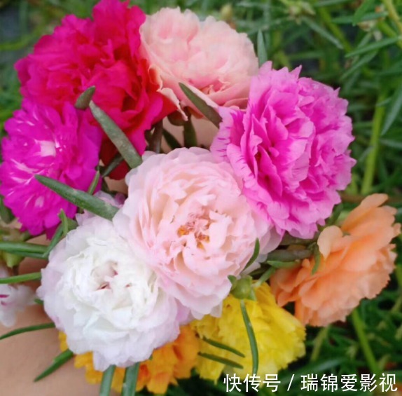 死不了的花,枝条沾土就活,从4月开到12月!