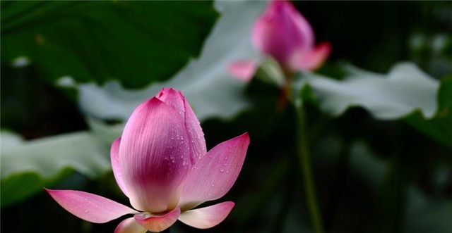 辛弃疾《卜算子荷花》占断人间六月凉,步步莲花是心苦