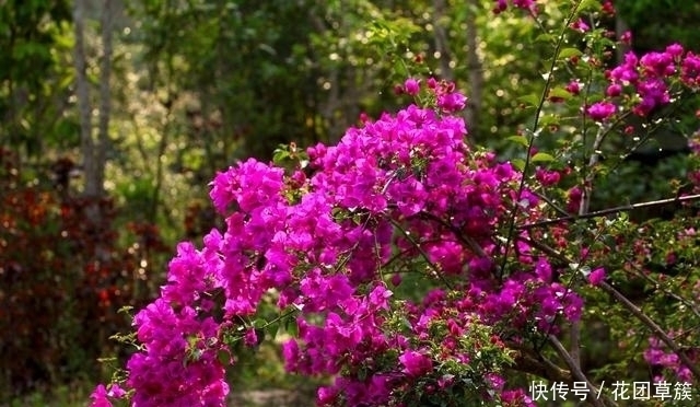 5种花是“拼命十三郎”,不但夏天盛开,四季勤花,你养了几种