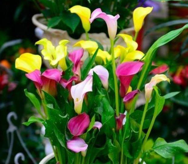 4种花寓意超好的,轻松长爆盆,花量大花期长,吉祥又喜庆