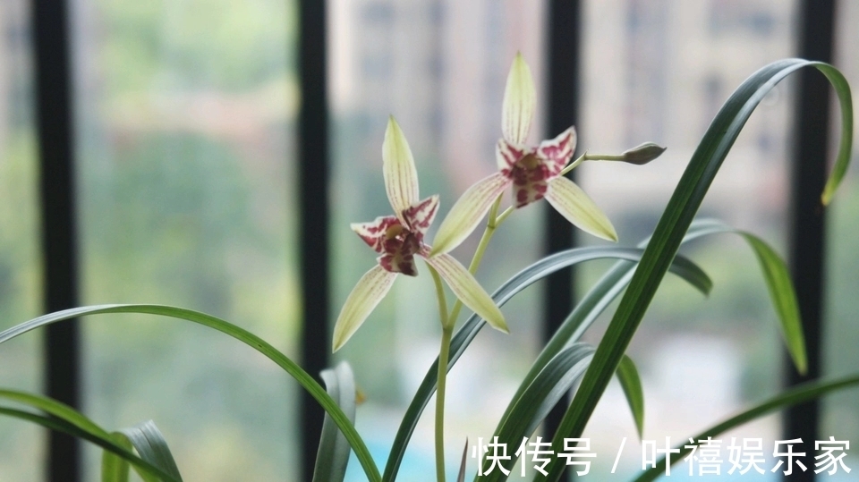 兰花焦尖的6大原因,搞清楚了好对症下药,兰花焦尖不用怕