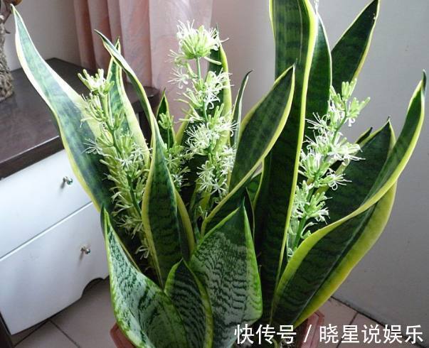 虎皮兰|你养的虎皮兰盆栽蔫蔫的,别人家总是长势茂盛,养护就看这4招