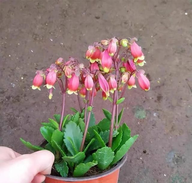 做好|12月养宫灯长寿花,做好这几点,枝头挂满红灯笼,漂亮又喜庆!