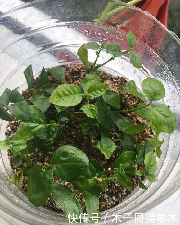  油桶|家里的油桶别再扔，比花盆还好用，养花种菜是神器