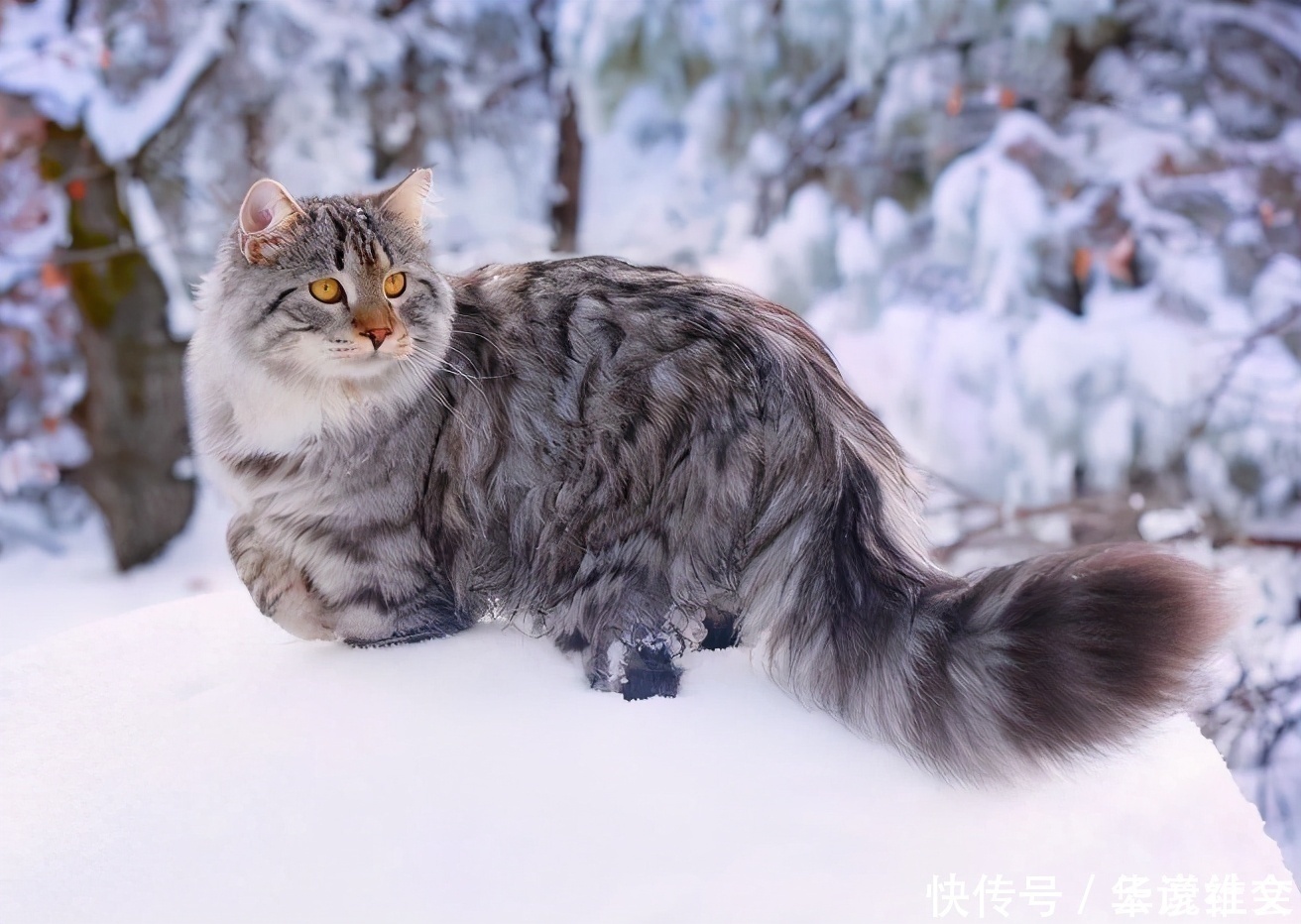 波斯猫和长毛加菲猫