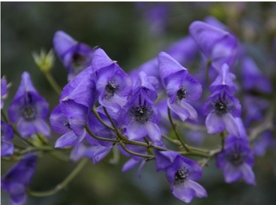 李东|比起曼珠沙华和彼岸花，更显妖艳和危险的2种花，拒绝传说