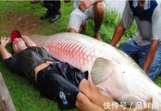 二甲基|5类鱼没营养,对人体有害,但很多人爱吃