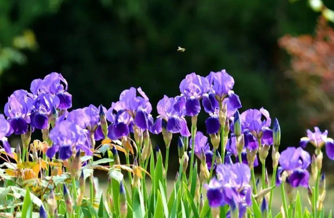 未来一个月,9种花就是抢手货,不养亏大了!