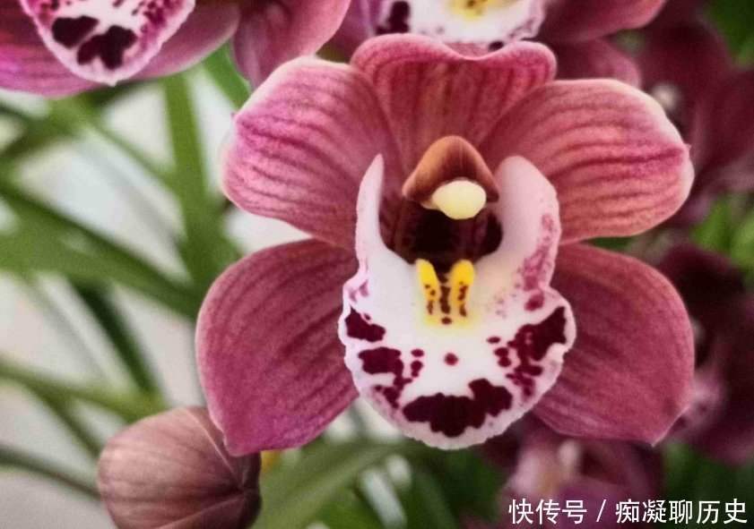 养兰花不如养这种花,花大如拳头,碾压其它年宵花