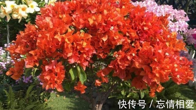 花球|要想三角梅开成“花球”,要定期修剪,再做好4点,才能花开不停