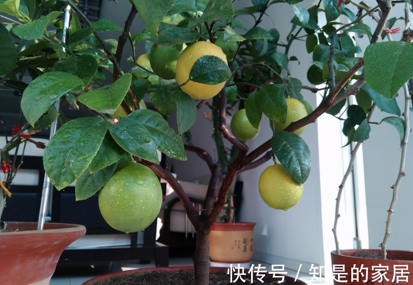 多元素|5种“漂亮花”，秋天乱修剪？小心来年，一年没花看