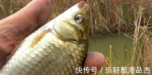 冬季垂钓怎么调出清晰有力的顿漂方法并不高深,三个细节很重要