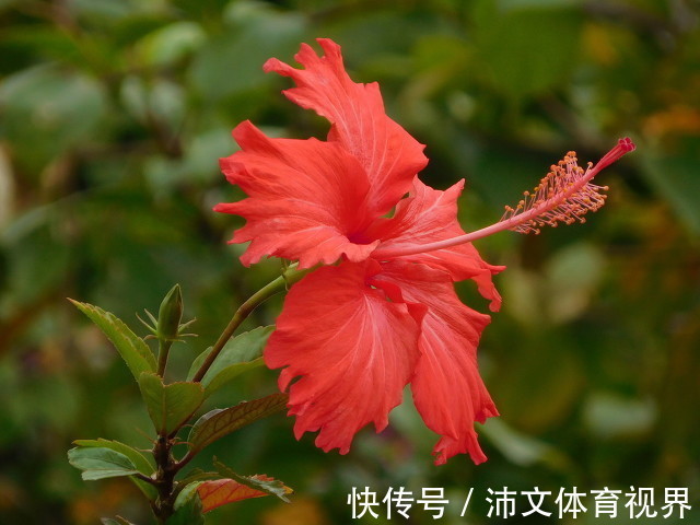 丽花|有阳台的花友,夏季都养8种花,把家养成了“花海”,太美了