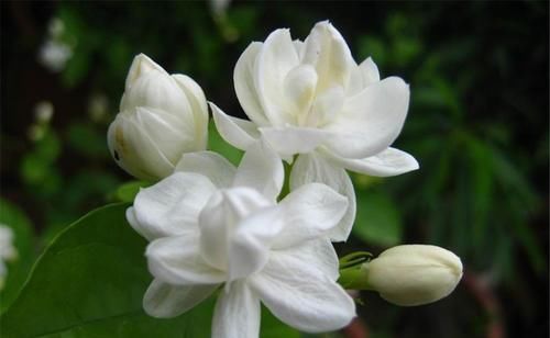 枝条|4种植物,一长高就得剪,剪晚了影响开花,别忽视!