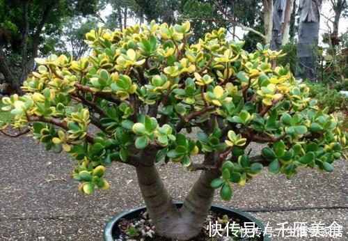 橡皮树|4种懒人树，浇水懒一些，种在小盆里，呼呼长不停，是盆栽佳品！
