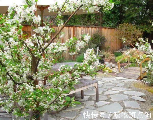 家里有院子，建议种一些能观赏的树，小投入，大收获，划算