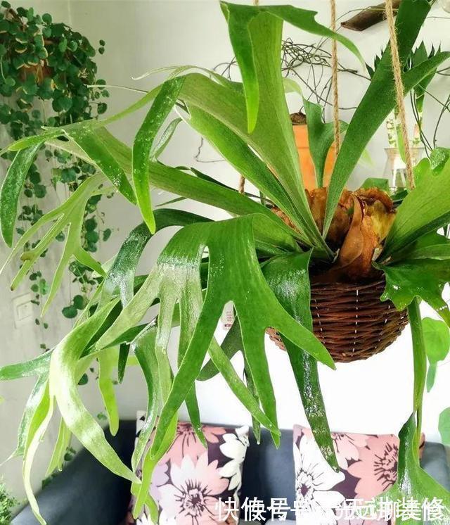 13种耐阴花卉，光照不足也能生长旺盛，开花茂密