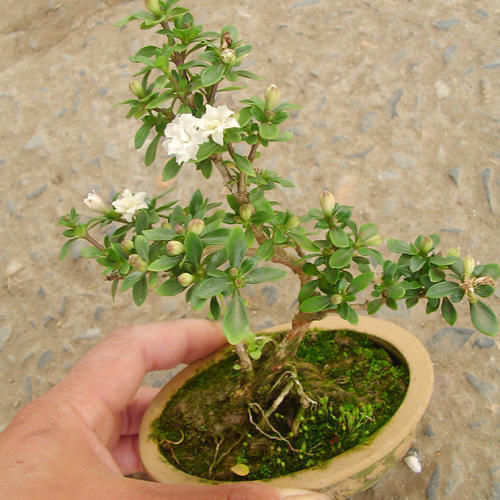 案头|“微型盆景”,我只服此3种,置于案头,让人一见钟情