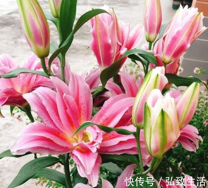 4款艳美的花卉，花大色艳花期长，看了就让人沉醉，年年开花不断