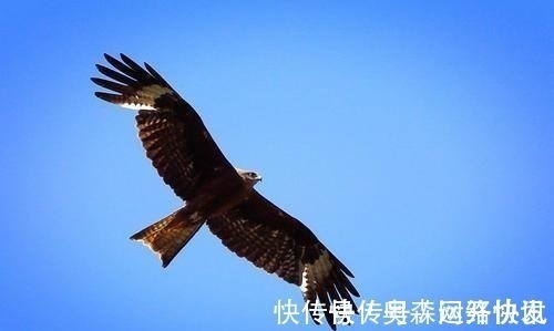 松柏高立图&齐白石画1头鹰卖4亿,为何李苦禅画5头鹰,却只能卖一千多万?