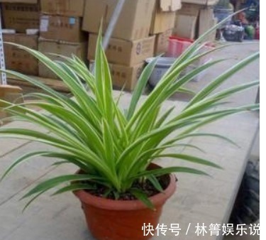 小吊兰|秋天吊兰怎么养教你这些小妙招,1盆轻松变多盆
